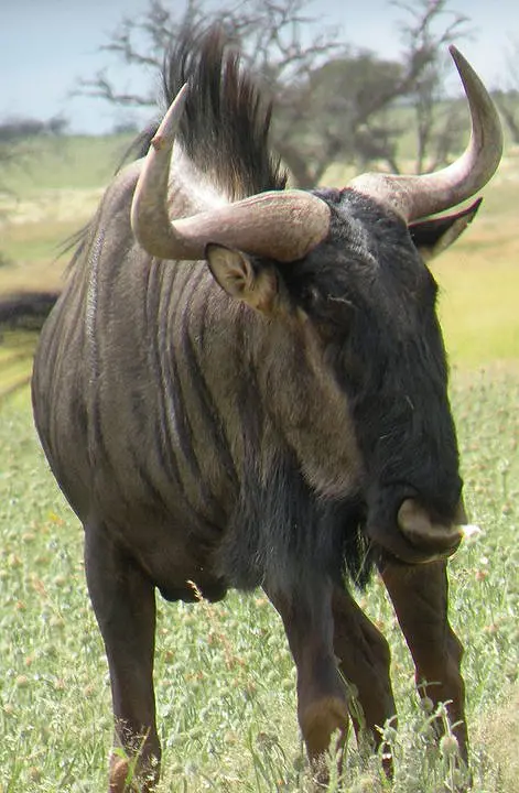 gnu1.jpg