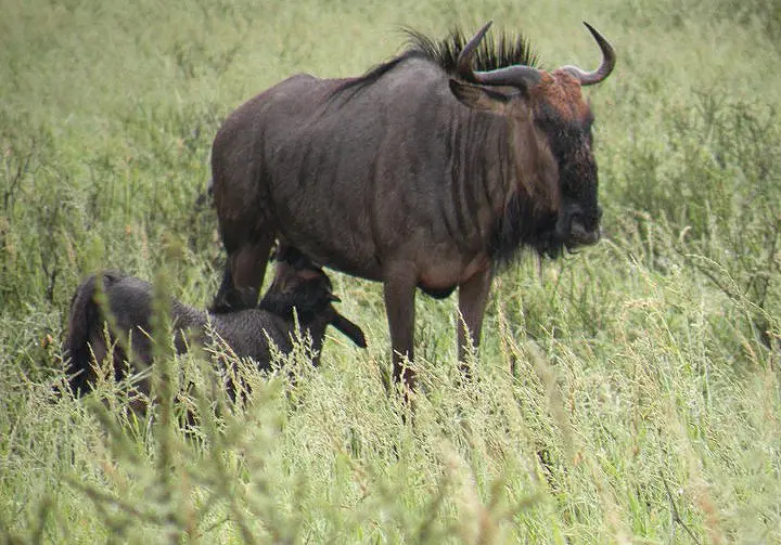 gnu2.jpg