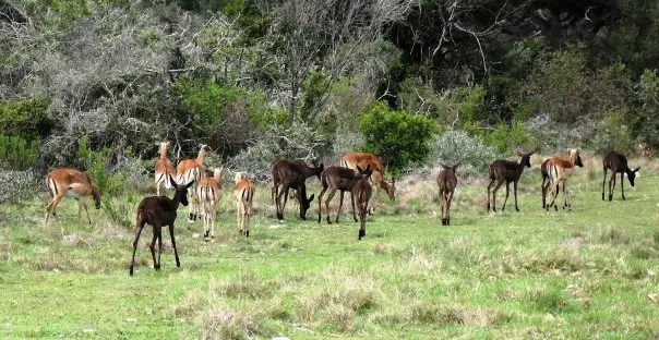 impala.jpg