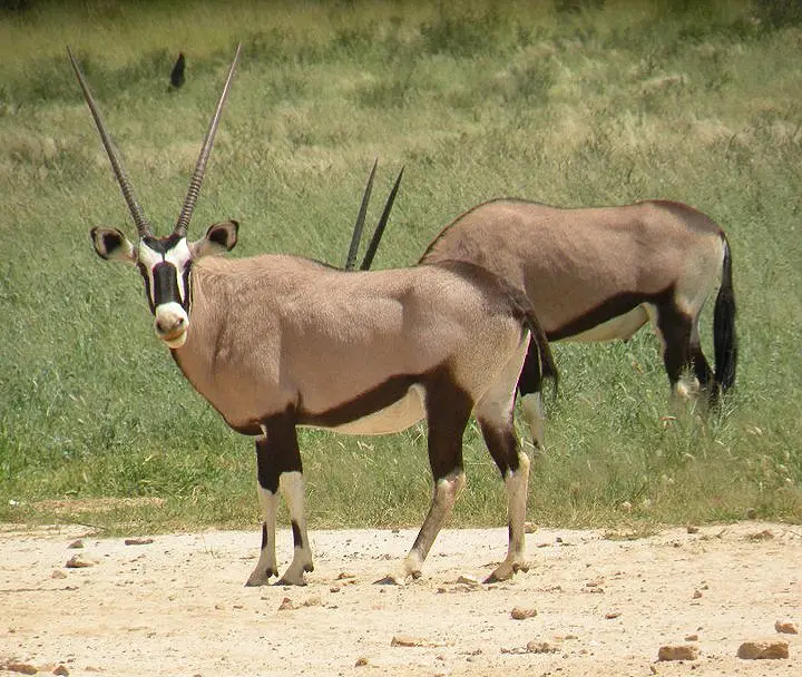 oryx1.jpg