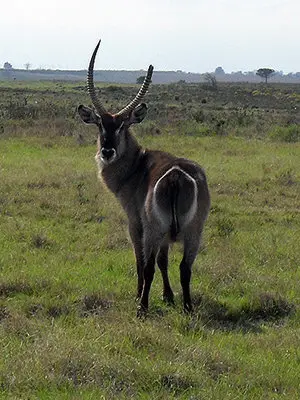wasserbock.jpg