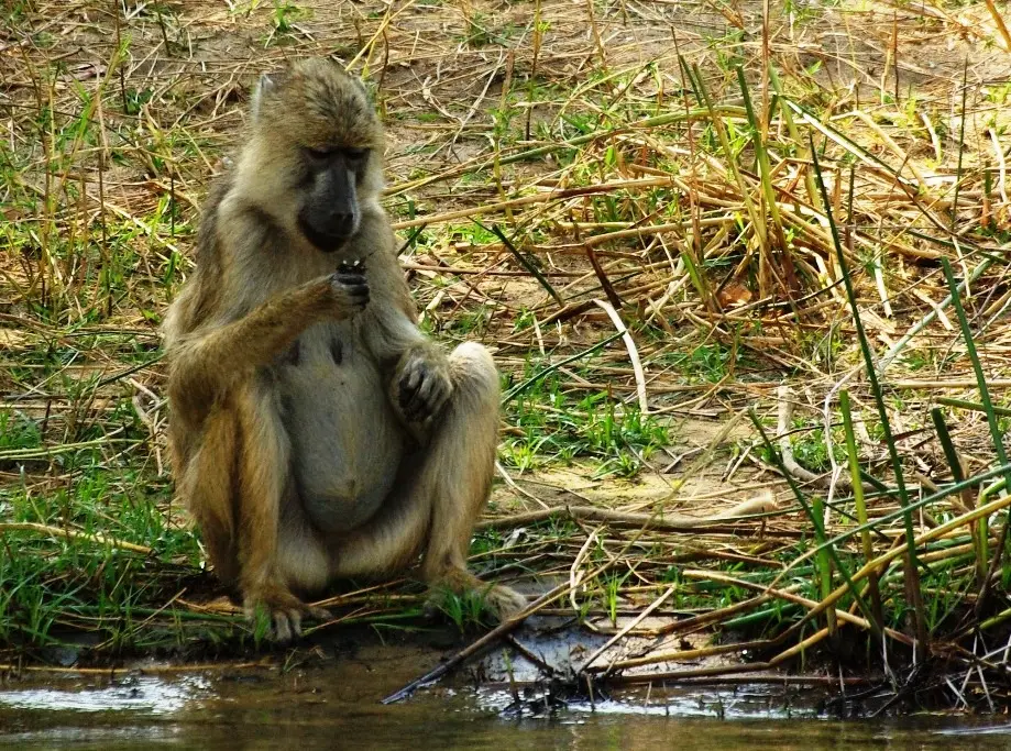 baboonSMS.JPG
