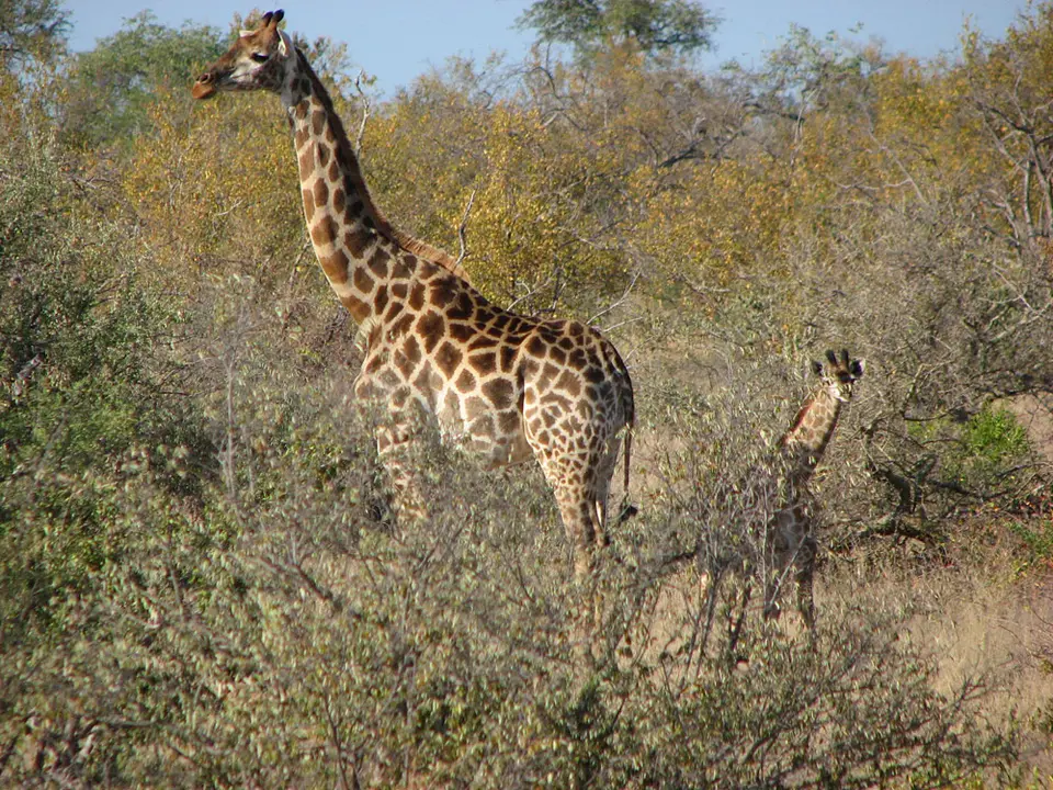 Afrika-I-164.jpg
