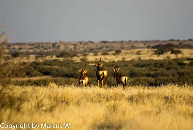 2012_07_12-16_43Kalahari_Farmhouse_M043.jpg