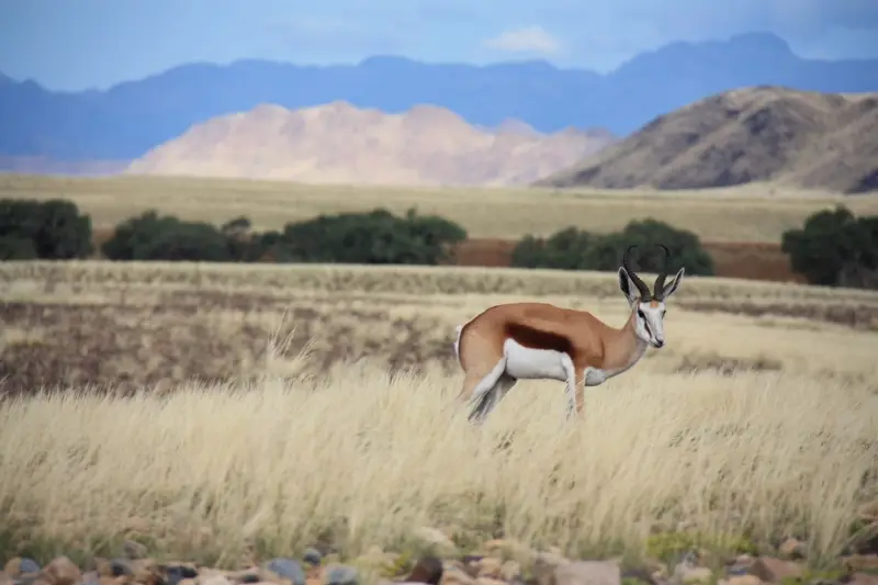 Namibia201111068.jpg