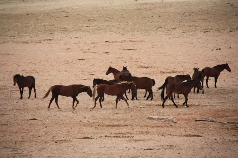 Namibia20111573.jpg