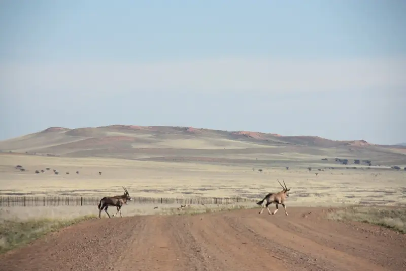 Namibia20111788.jpg