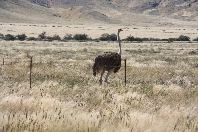 Namibia20111814.jpg