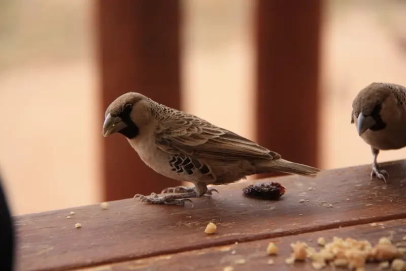 Namibia20111840.jpg
