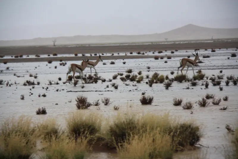 Namibia20111872.jpg