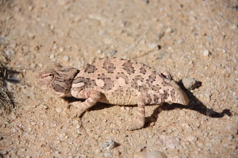 Namibia20112078.jpg
