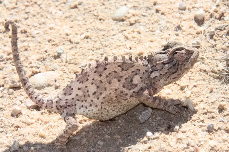 Namibia20112081.jpg