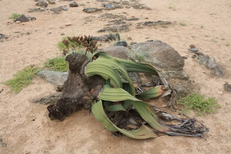 Namibia20112084.jpg