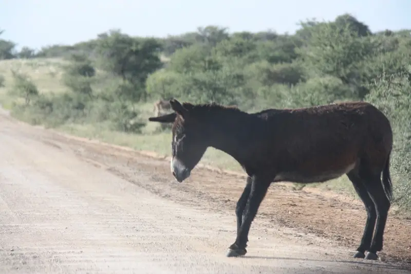Namibia20112315.jpg