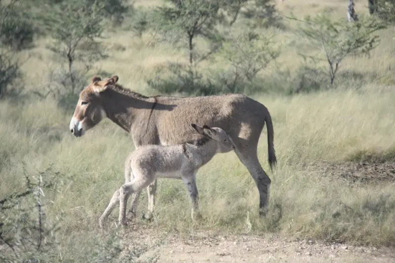 Namibia20112318.jpg