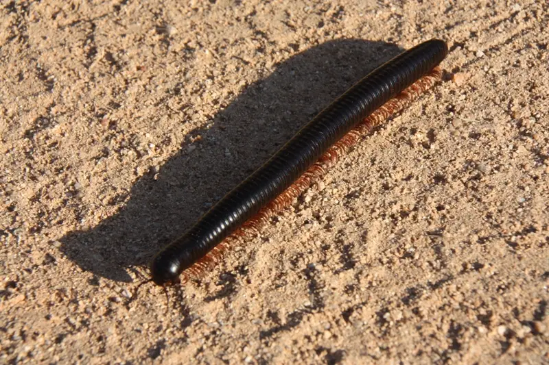 Namibia20112323.jpg
