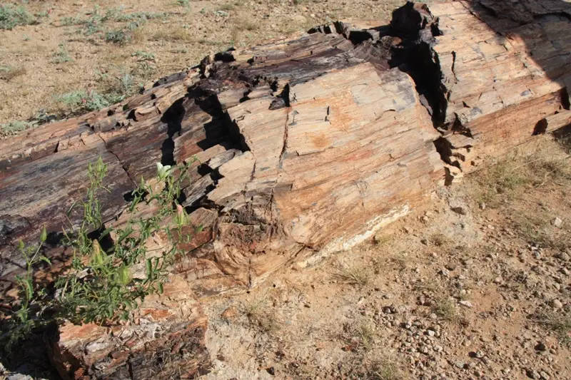 Namibia20112560.jpg