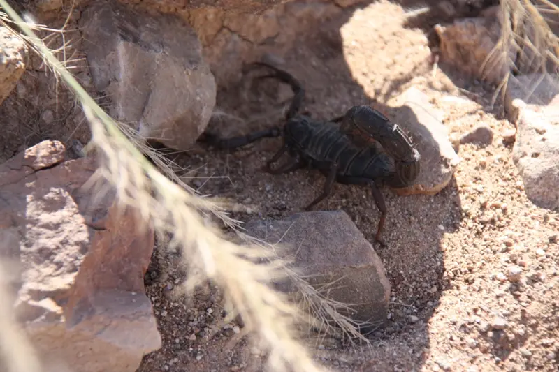 Namibia20112577.jpg