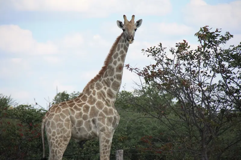 Namibia20112672.jpg