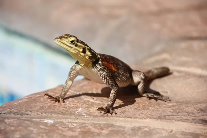 Namibia20112763.jpg