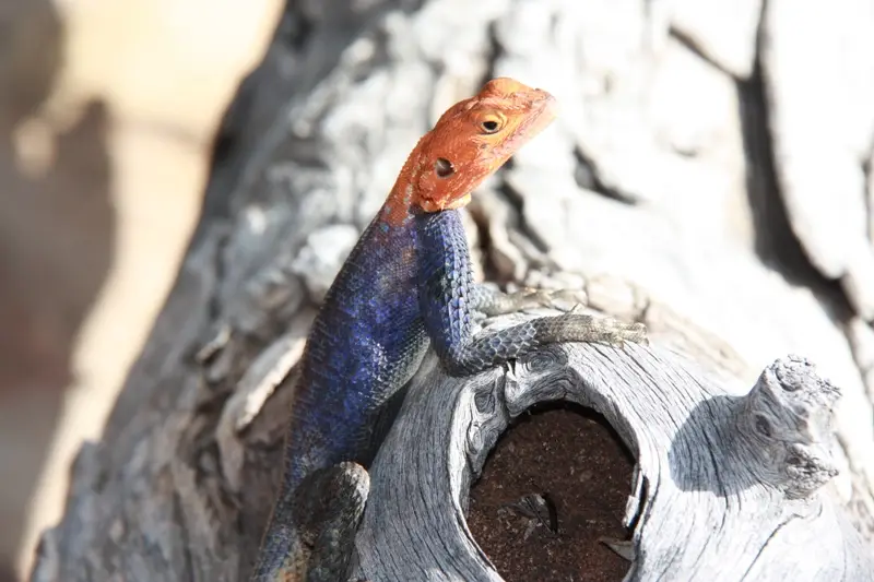 Namibia20112767.jpg