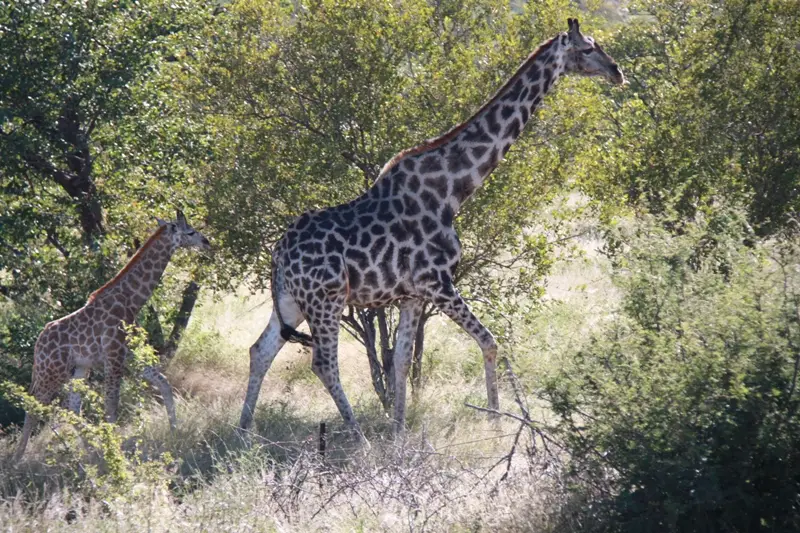 Namibia20113017.jpg
