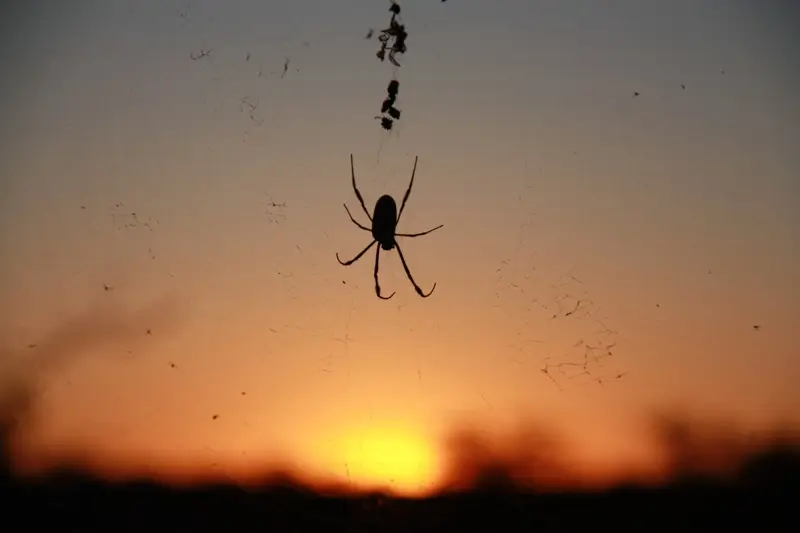 Namibia20113050.jpg