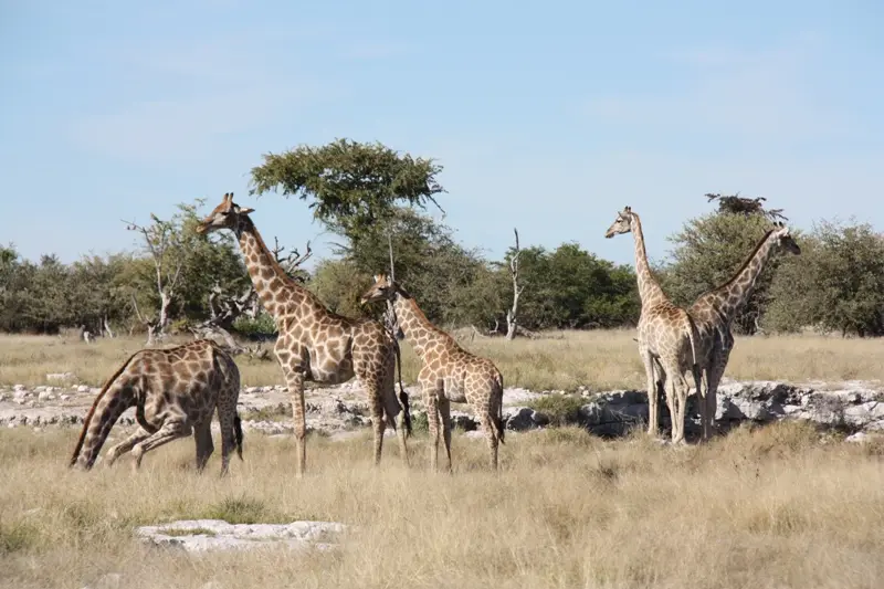 Namibia20113061.jpg