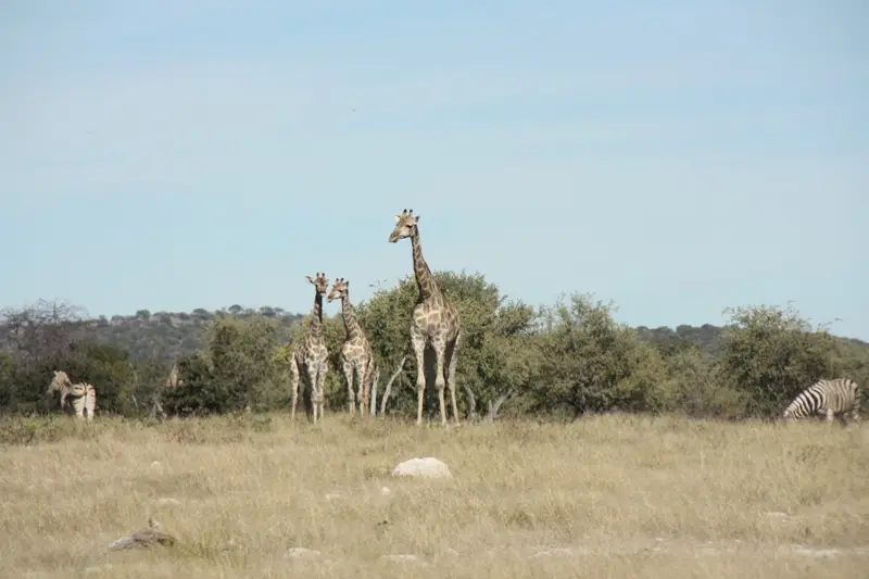 Namibia20113088.jpg