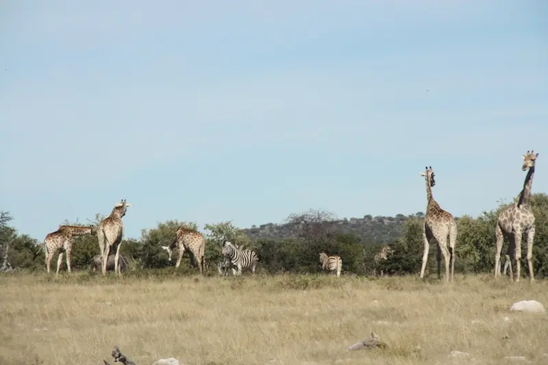 Namibia20113096.jpg