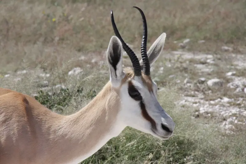 Namibia20113107.jpg
