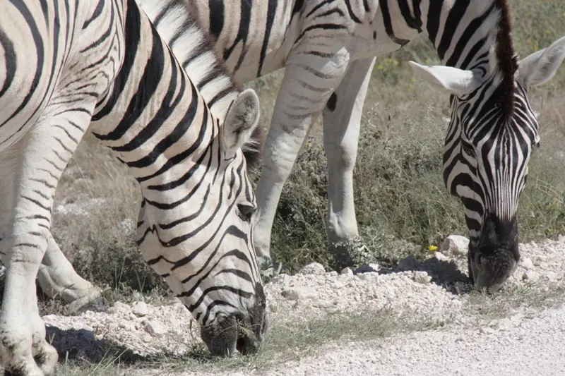 Namibia20113116.jpg