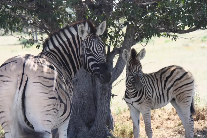 Namibia20113134.jpg