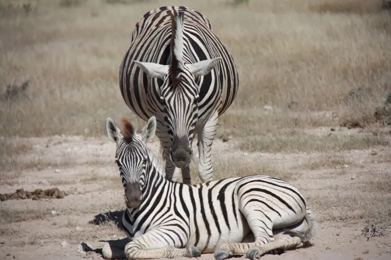 Namibia20113149.jpg