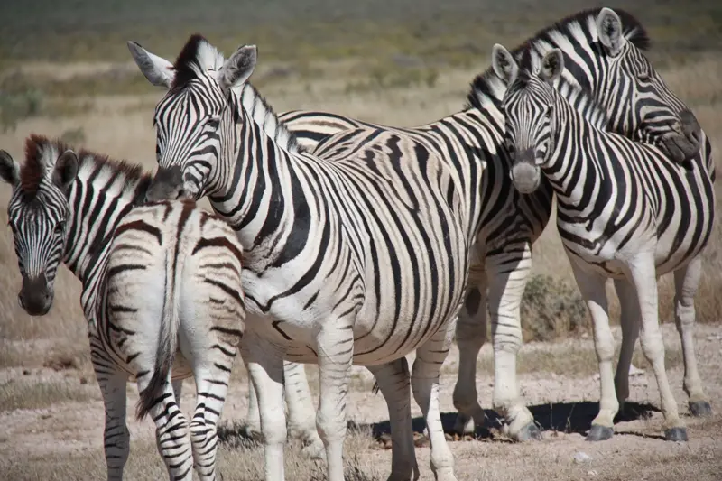 Namibia20113152.jpg