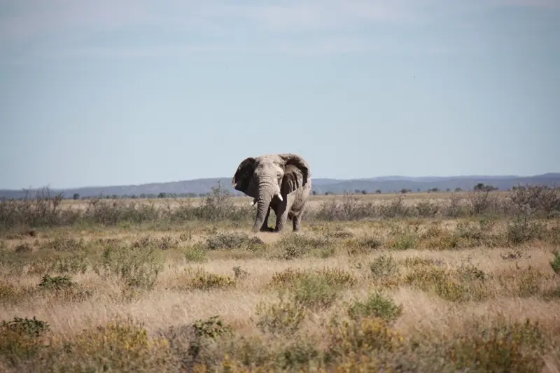 Namibia20113170.jpg