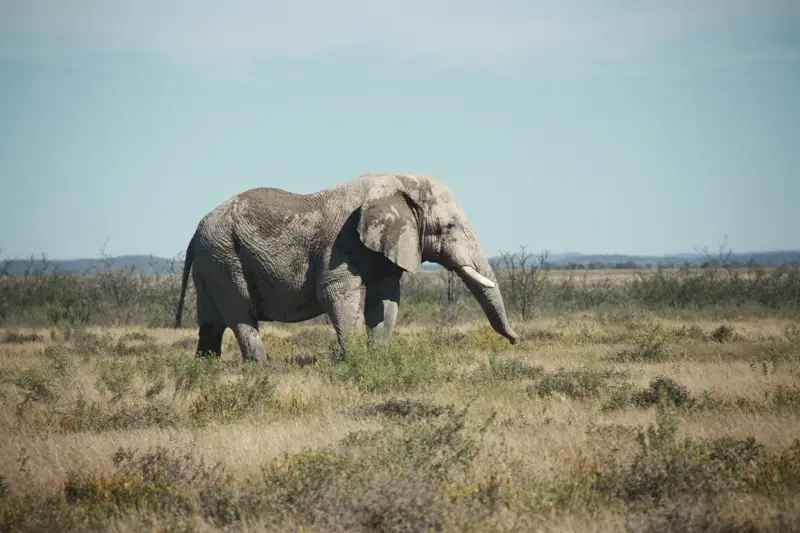 Namibia20113188.jpg
