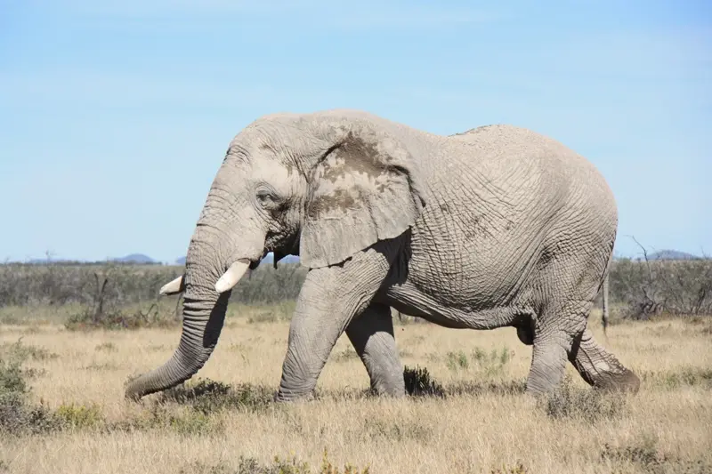 Namibia20113202.jpg