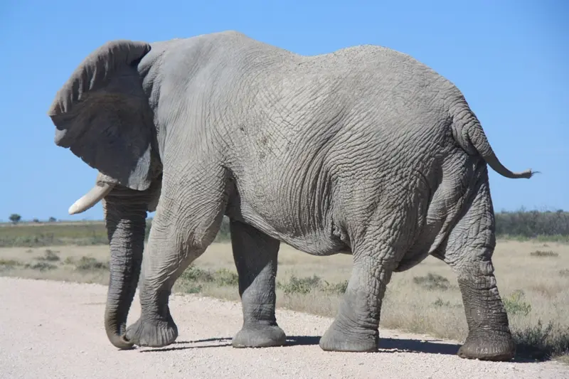 Namibia20113206.jpg