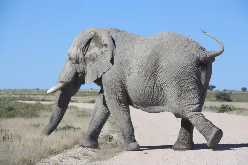 Namibia20113207.jpg