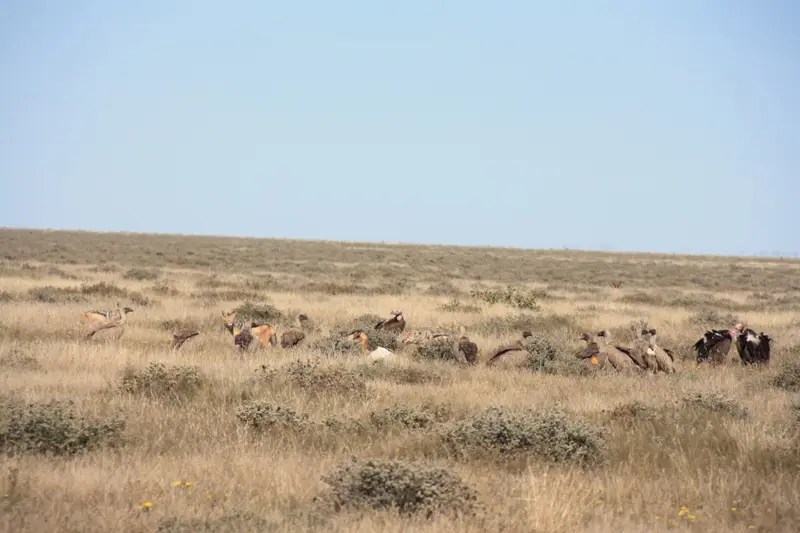 Namibia20113218.jpg