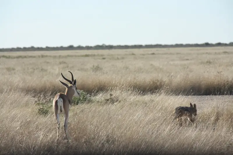 Namibia20113257.jpg