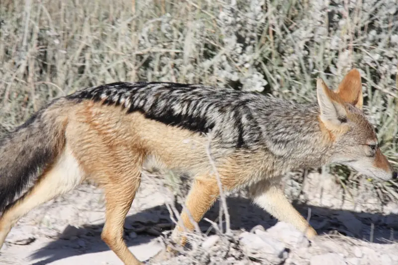Namibia20113262.jpg