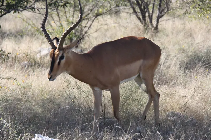 Namibia20113272.jpg