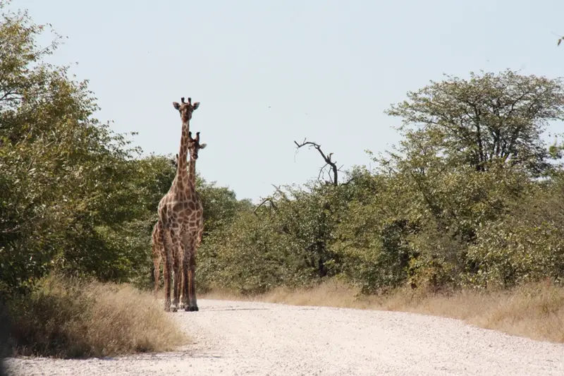Namibia20113366.jpg