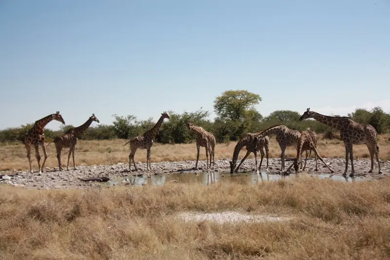 Namibia20113383.jpg