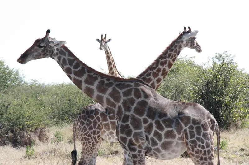 Namibia20113399.jpg