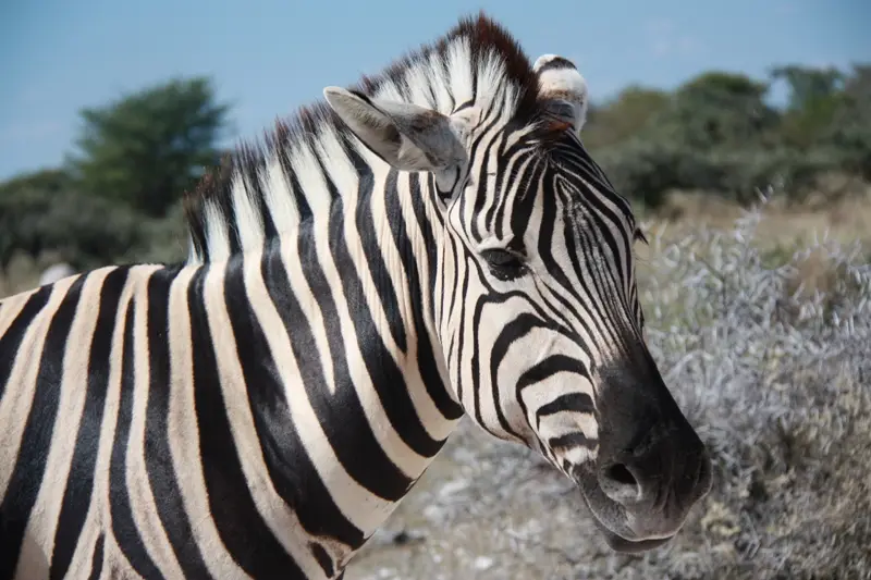 Namibia20113418.jpg