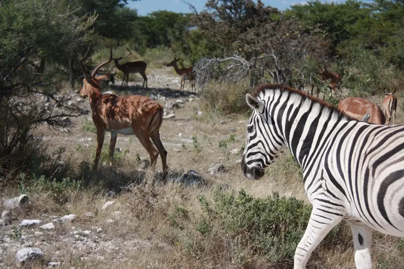 Namibia20113421.jpg