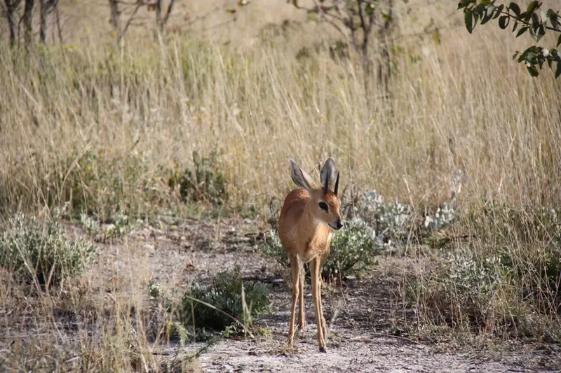 Namibia20113459.jpg